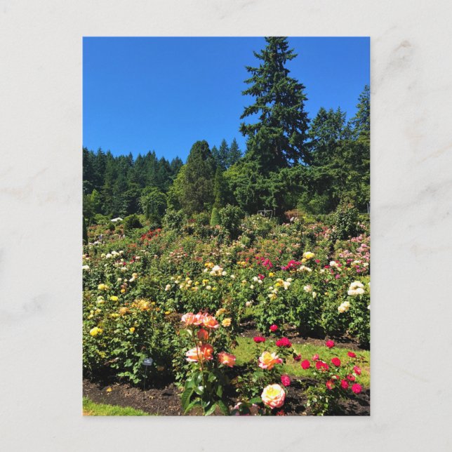 Carte Postale Portland Rose Garden (Devant)