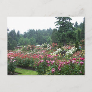 Carte Postale Portland Rose Garden.