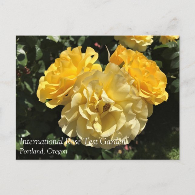 Carte Postale Portland Rose Garden (Devant)