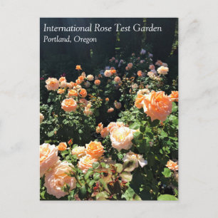 Carte Postale Portland Rose Garden, OU