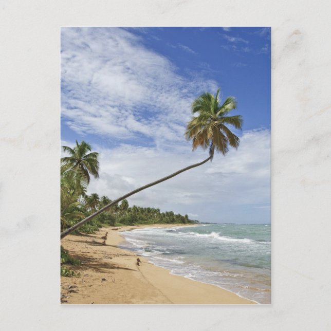 Carte Postale Porto Rico. Tres Palmitas Beach Porto Rico (Devant)