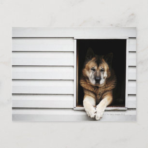 Carte Postale portrait