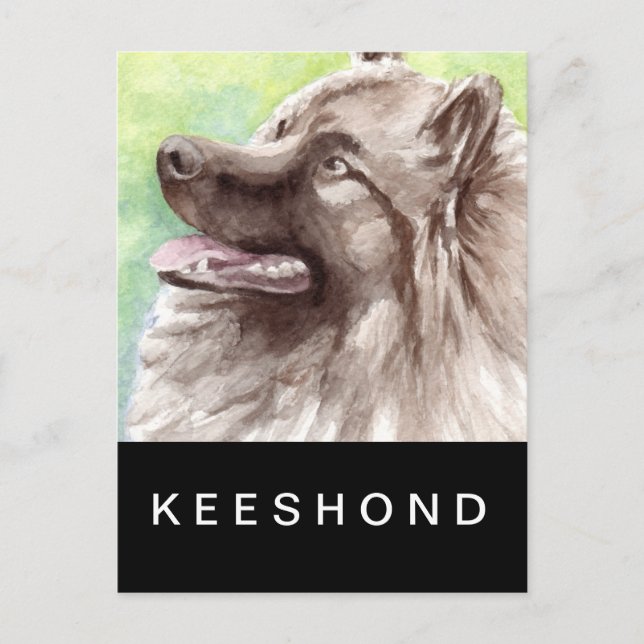 Carte Postale Portrait aquarelle de Keeshond (Devant)
