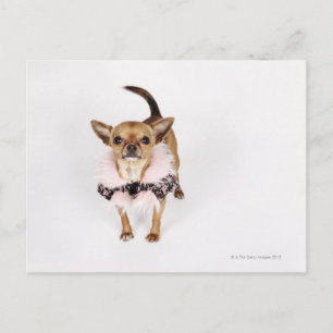Carte Postale Portrait bizarre d'une Teacup Chihuahua