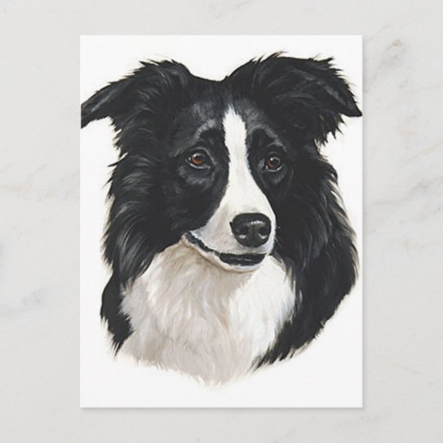 Carte Postale Portrait Collie Bordure (Devant)