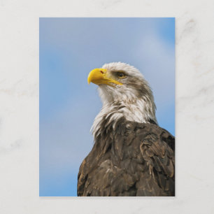 Carte Postale Portrait d'aigle à tête blanche Art animalier