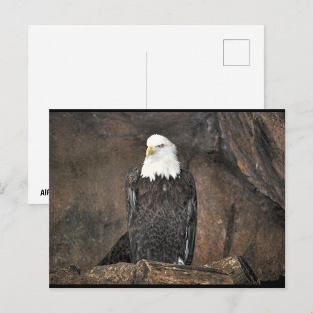 Carte Postale Portrait d'aigle américain à tête blanche (Devant / Derrière)