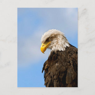 Carte Postale Portrait d'aigle américain dans la nature