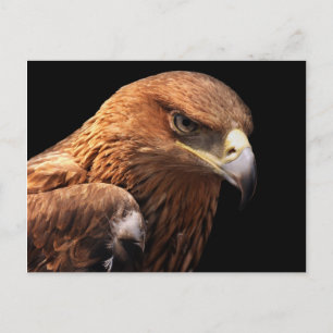 Carte Postale Portrait d'aigle isolé sur noir