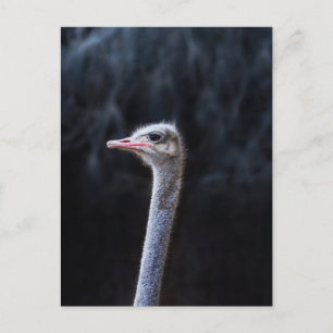 Carte Postale portrait d'autruche
