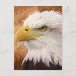 Carte Postale Portrait de Bald Eagle