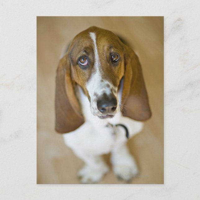 Carte Postale Portrait de Bassett, Washington (Devant)