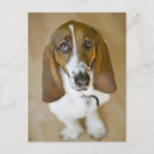 Carte Postale Portrait de Bassett, Washington