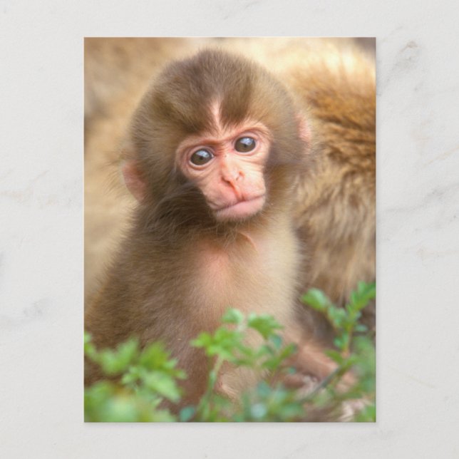 Carte Postale Portrait de bébé du singe des neiges (Devant)