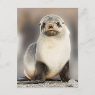 Carte Postale Portrait de bébé phoque sur la plage
