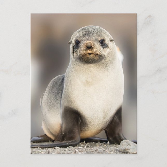 Carte Postale Portrait de bébé phoque sur la plage (Devant)