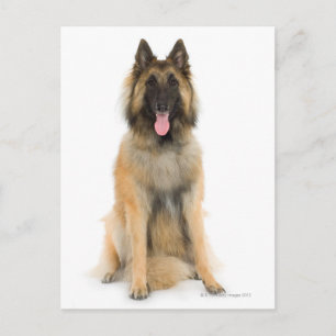 Carte Postale Portrait de Belgian shepherd dog