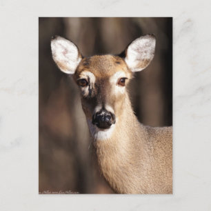 Carte Postale Portrait de biche de cerf de Virginie