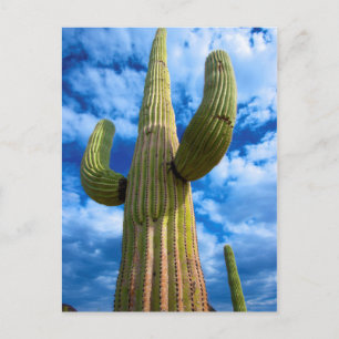Carte Postale Portrait de cactus Saguaro, Arizona