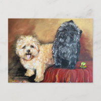 Portrait de Cairn Terrier