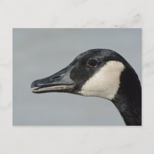 Carte Postale Portrait de Canada Goose