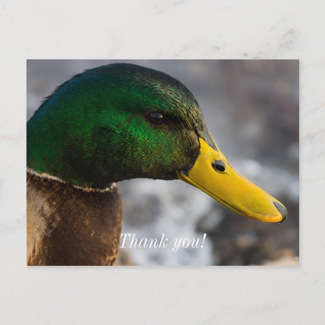 Carte Postale Portrait de Canard Colvert mâle (Devant)