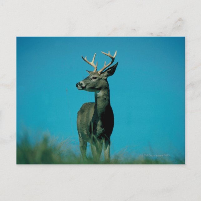 Carte Postale Portrait de cerf (Devant)