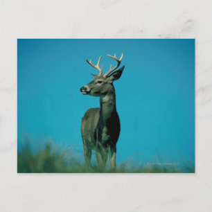 Carte Postale Portrait de cerf