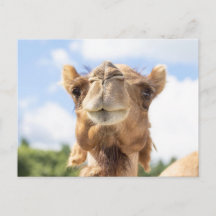 Portrait de chameau Photographie d'animaux Faune