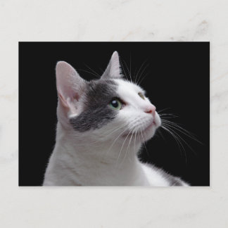 Carte Postale Portrait de chat