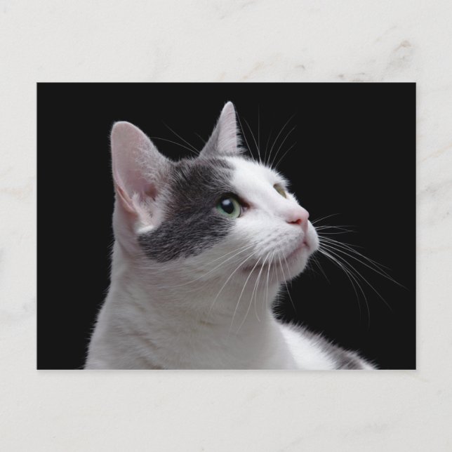 Carte Postale Portrait de chat (Devant)