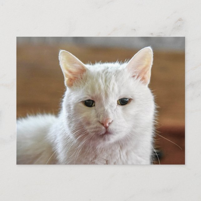 Carte Postale Portrait de chat blanc Angora turc (Devant)