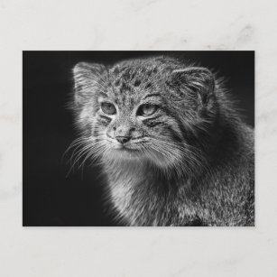 Carte Postale Portrait de chat de Pallas