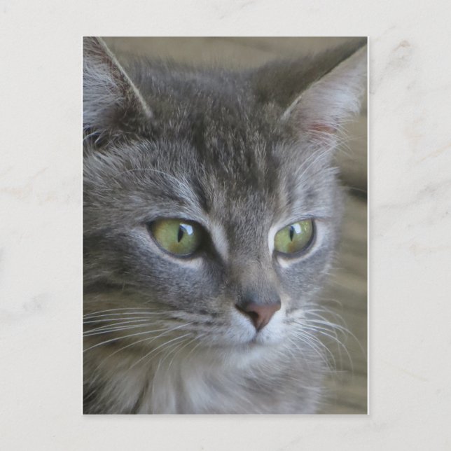 Carte Postale Portrait de chat gris (Devant)