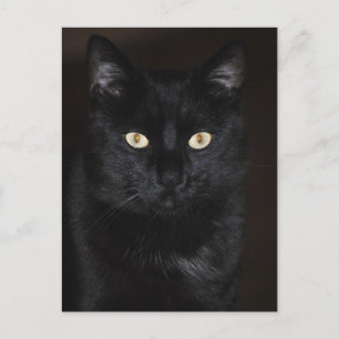 Carte Postale Portrait de chat noir
