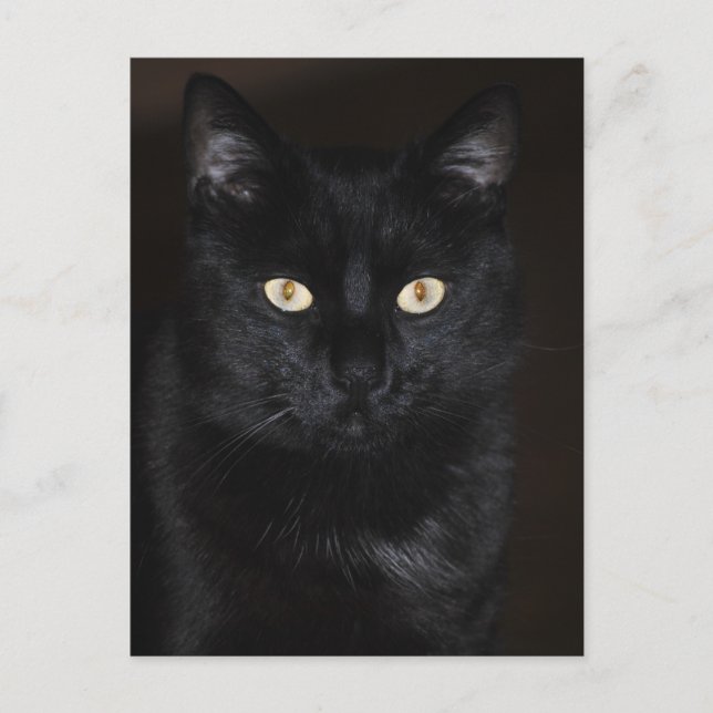 Carte Postale Portrait de chat noir (Devant)