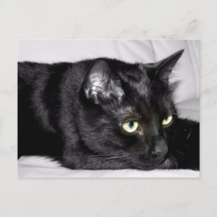 Carte Postale Portrait de chat noir mignon