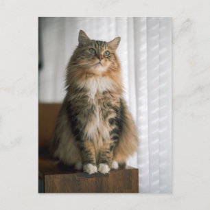 Carte Postale Portrait de chat tabby à poils longs et moelleux 