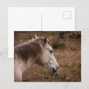 Carte Postale Portrait de cheval