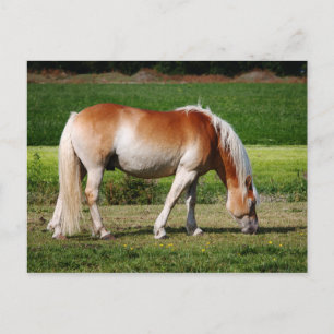 Carte Postale Portrait de cheval
