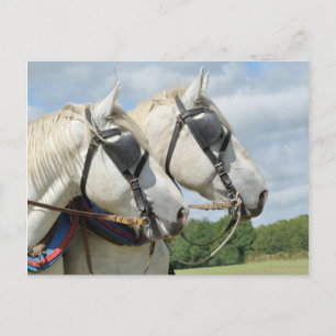 Carte Postale Portrait de cheval