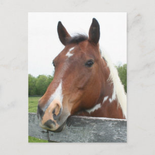 Carte Postale Portrait de cheval