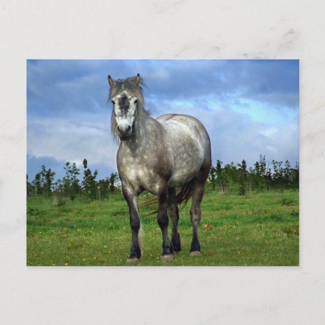 Carte Postale Portrait de cheval blanc (Devant)