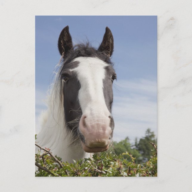 Carte Postale Portrait de cheval Clydesdale (Devant)
