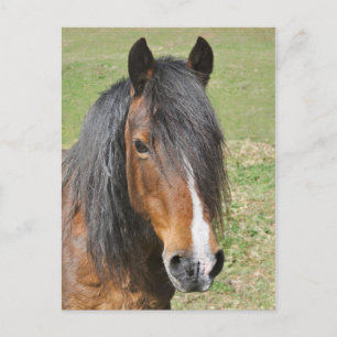 Carte Postale Portrait de cheval de la baie galloise