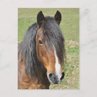 Carte Postale Portrait de cheval de la baie galloise