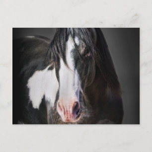Carte Postale Portrait de cheval II