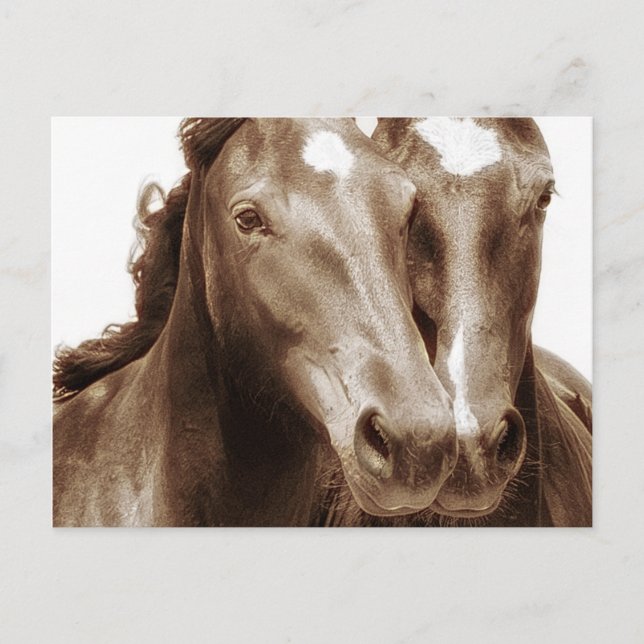 Carte Postale Portrait de cheval III (Devant)
