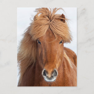 Carte Postale Portrait de cheval islandais brun
