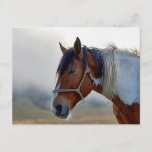 Carte Postale Portrait de cheval Pinto Brun et Blanc
